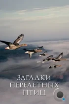 Загадки перелётных птиц / Les routes secrètes des oiseaux migrateurs (2014) HDTV