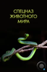 Спецназ животного мира / Animal Special Forces (2018) Спецназ животного мира / Animal Special Forces (2018)