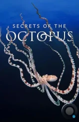 Тайны осьминога / Secrets of the Octopus (2024) Тайны осьминога / Secrets of the Octopus (2024)