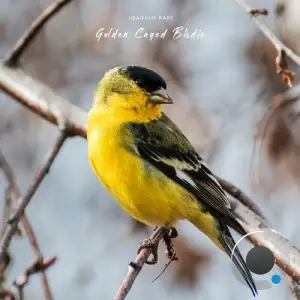  Joaquin Raki - Golden Caged Birdie (2024) 