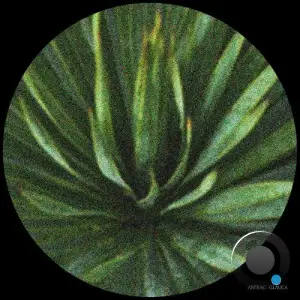 Anteac - Glauca (2025)