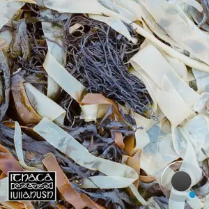 lullahush - Ithaca (2025)