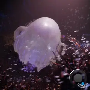 Kontinum - Hadal Biocenosis (2025)