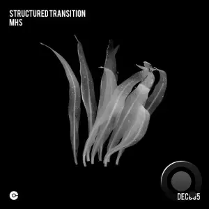 MHS - Structured Transition (2025)