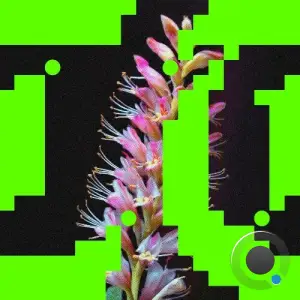 Budakid, Rromarin - Better O'be New (2025)