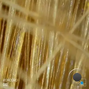 Remcord - GG (2025)