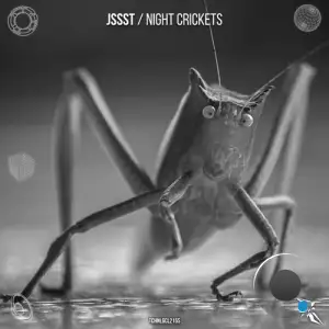 Jssst - Night Crickets (2025)