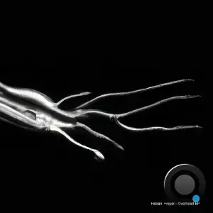 Fabian Freyer - Overhead (2025)
