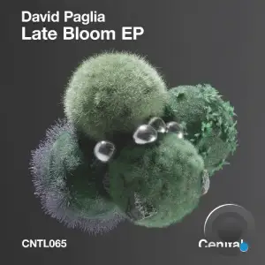 David Paglia - Late Bloom (2025)