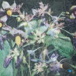 jas Shaw - Between The Seed And The Timber (2025)