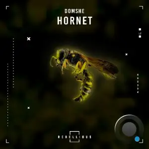 Domshe - Hornet (2025)