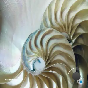 AMAYLIA - Amaylia043 (2025)