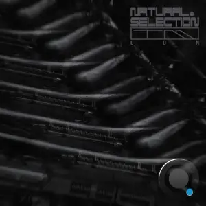 Swarm Intelligence - Radiance (2025)