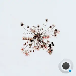 Lia Kuri - Motherland (Remixes) (2025)