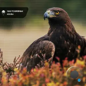 Ivan Pogrebniak - Aquila (2025)
