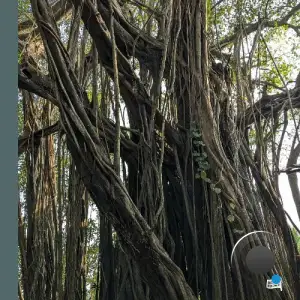 Pawas & Unnayanaa - OMM (2025)