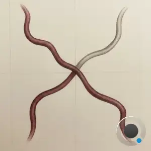 Sikøra - Crossline Captures (2025)