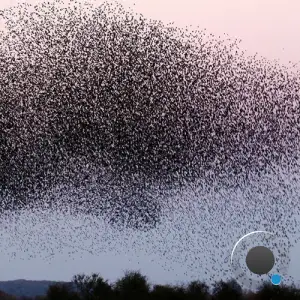 AbbotJackson x Red Amandala - Flies In The Face Of God (2025)