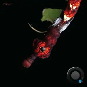 Guadalupe Gonzalez - Balance (2025)