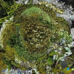 Kinzua - Never Fret, Never Fail (2025)