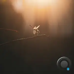 Essco - Firefly (2025)