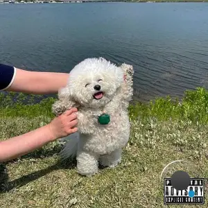 Blu Med And Bane Capital - Good Men Die Like Dogs (2025)