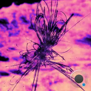 Ameli Paul, Paul Valentin & Ameli (DE) - Late Fri (2026)