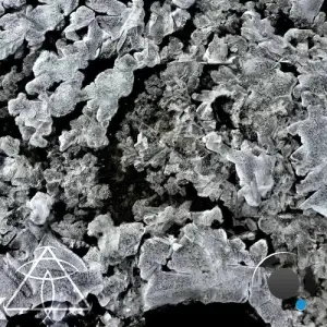 Gergo Bischof - Apsis (2026)