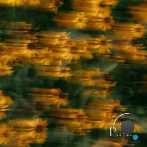 Ille Hamma - P.M (2026)