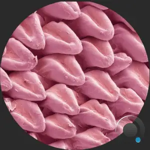 Expansions VA (2026)