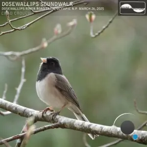 Chad Crouch - Dosewallips Soundwalk (2026)