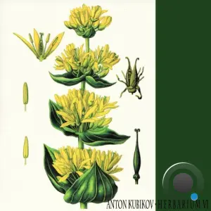 Anton Kubikov - Herbarium Part Six (2026)