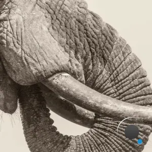 White Elephant - World Elephant Day (2026)