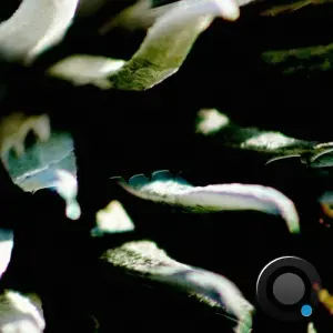 Gannein - Talik (2026)