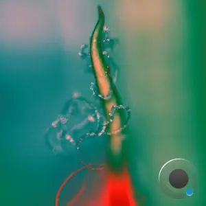 Armando 360 - Journey of Growth (2026)