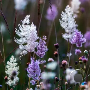 Bode V - Existentia (2026)