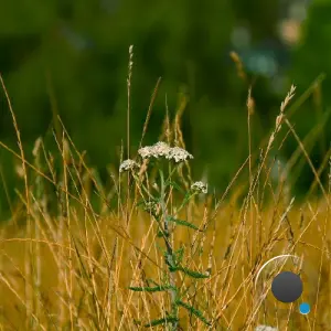 Nicche - In Due Time (2026)