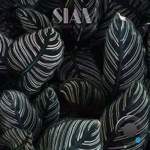 Rapossa & Shellsee - Siam (2026)