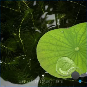 Rapossa & XRUST - Lotus Temple (2026)
