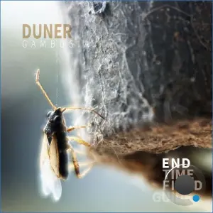 Gambusia - Duner (2026)