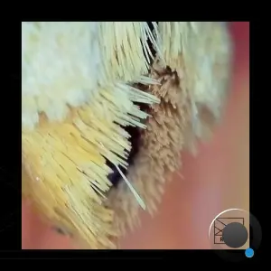 Remcord - L.A Kosher (2026)
