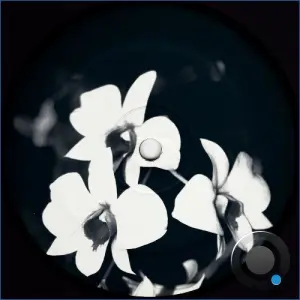 Ovatow - Phalaenopsis Revisited (2026)