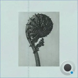 Trail - Polaroid (2026)