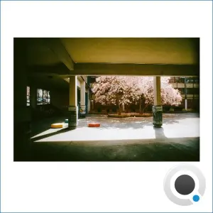 Taboh - Petal (2026)
